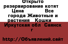 Открыто резервирование котят › Цена ­ 15 000 - Все города Животные и растения » Кошки   . Иркутская обл.,Саянск г.